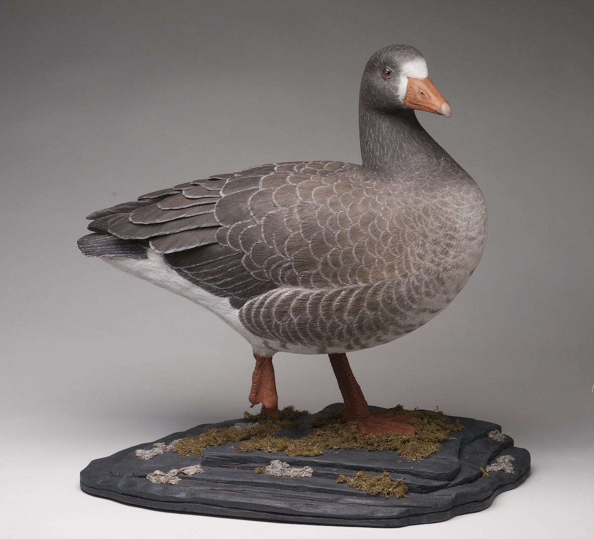 2nd Best of Show - Waterfowl, Open: David Koss - White-fronted Goose